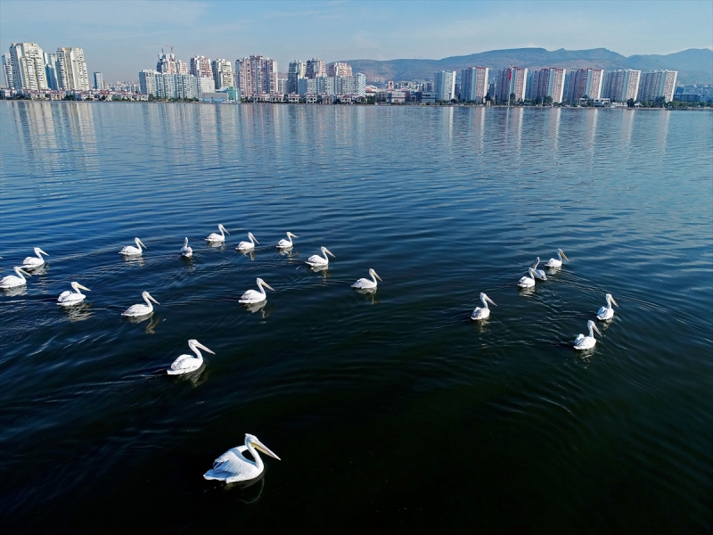 İzmir'in şehirli kuşları