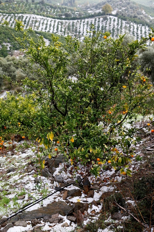 İzmir'de dolu mandalina bahçelerine zarar verdi