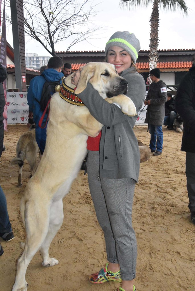 İzmir'de 'köpek ırkları' yarıştı