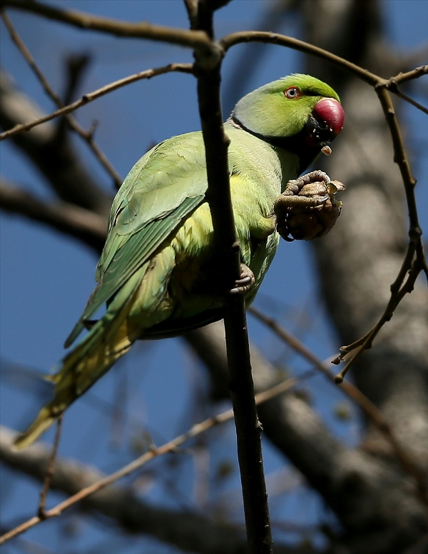 Yeşil papağanlar İzmir'i sevdi