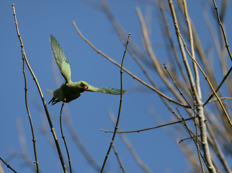 Yeşil papağanlar İzmir'i sevdi