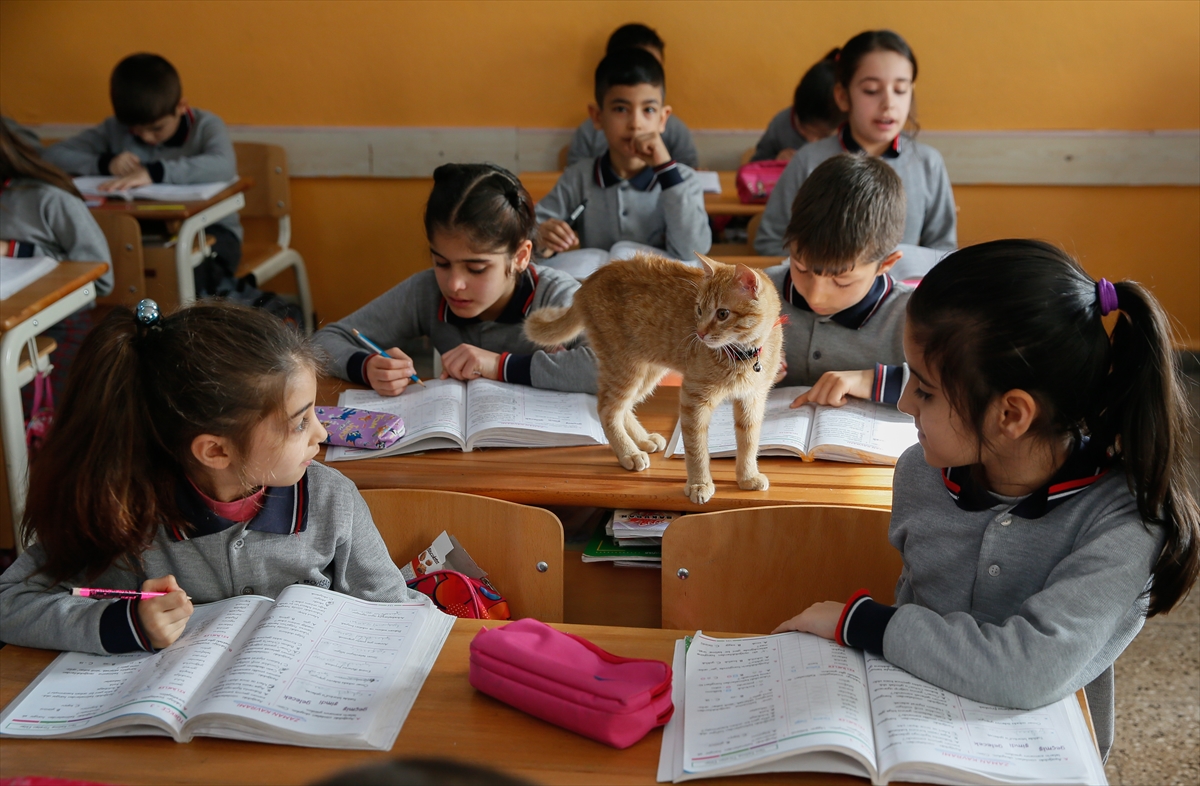 Kedi 'Tombi' sınıfa döndü