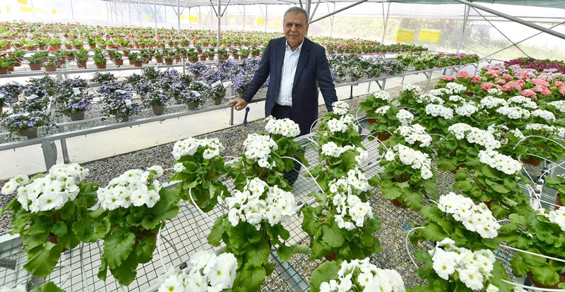 Bayındırlı çiçek üreticileri Hollanda'ya ihracata başladı