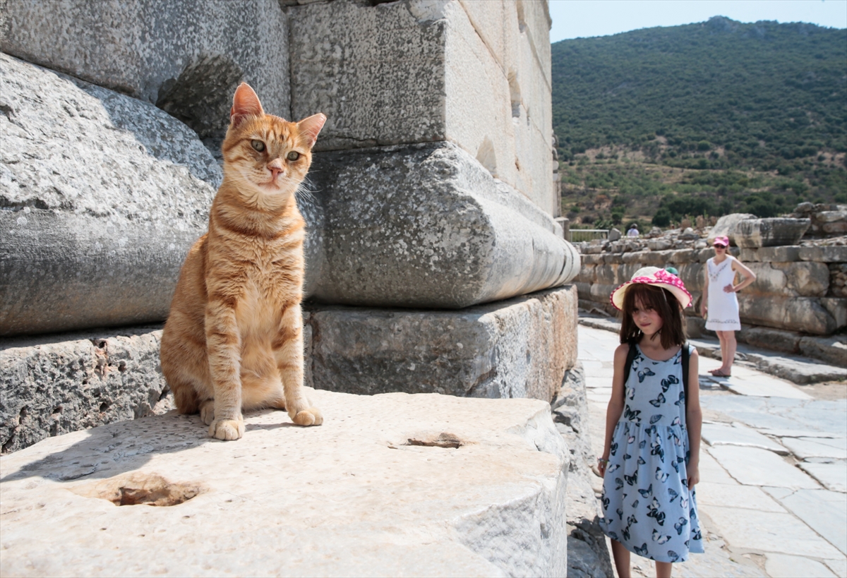 Antik kent sahipsiz kedilere yuva oldu!