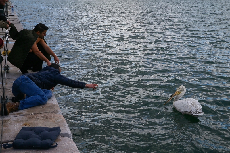 İzmir'de pelikan operasyonu