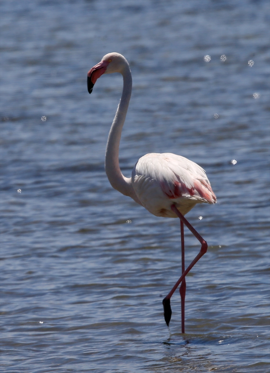 İzmir Kuş Cenneti'nde 20 bin flamingo kuluçkaya yattı