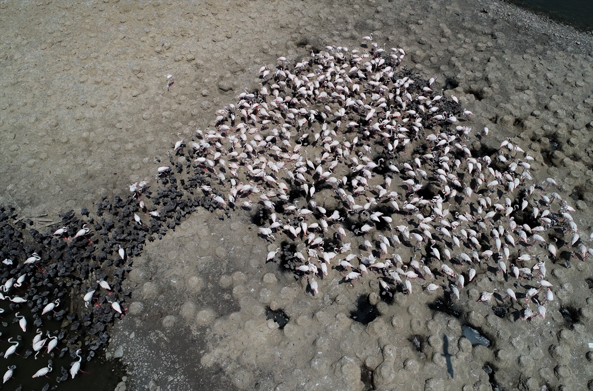 'Kreş'teki flamingolar uçuşa hazırlanıyor