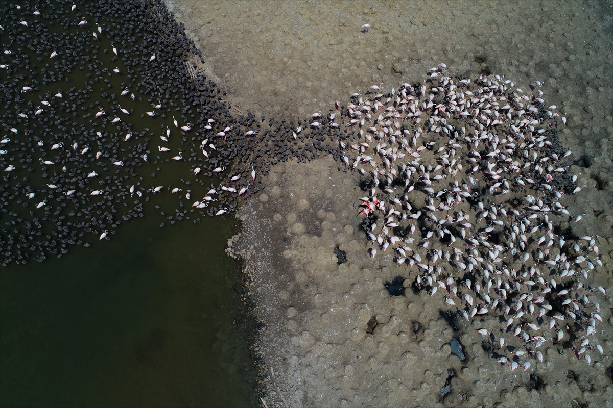 'Kreş'teki flamingolar uçuşa hazırlanıyor
