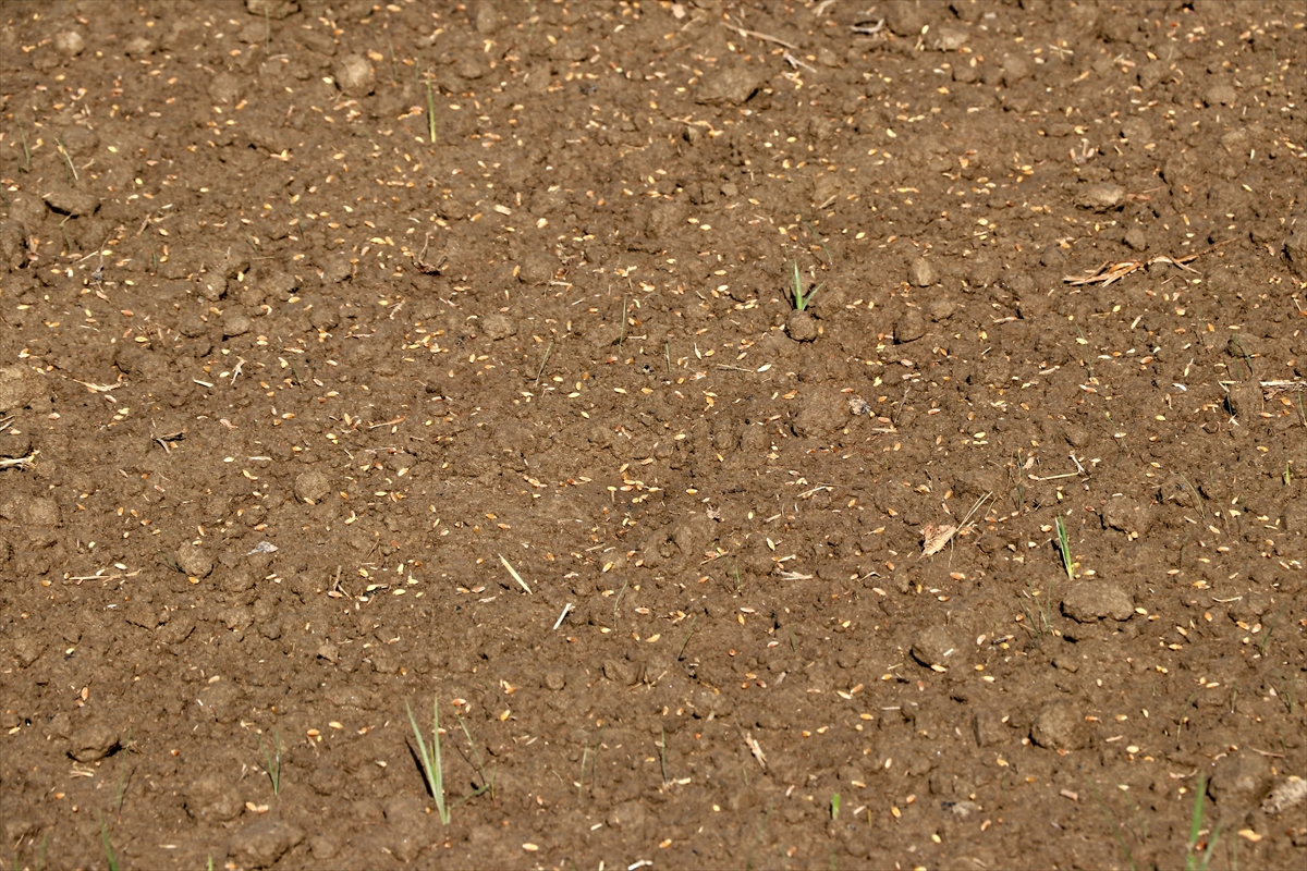 İzmir'de karakılçık buğdayı toprakla buluşturuldu