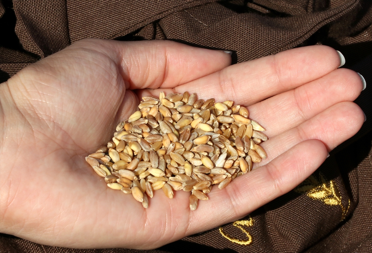 İzmir'de karakılçık buğdayı toprakla buluşturuldu