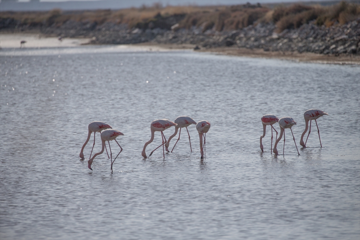 İzmir Kuş Cenneti'nde flamingolar