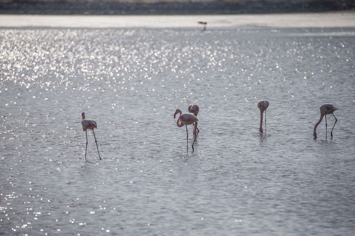 İzmir Kuş Cenneti'nde flamingolar