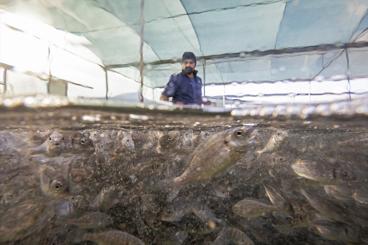 Türkiye'nin çiftlik balığı üretimi 10 yılda ikiye katlandı!