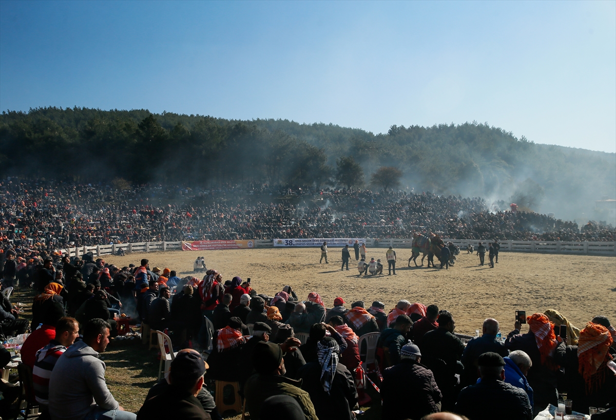 Selçuk Efes Deve Güreşleri Festivali yapıldı