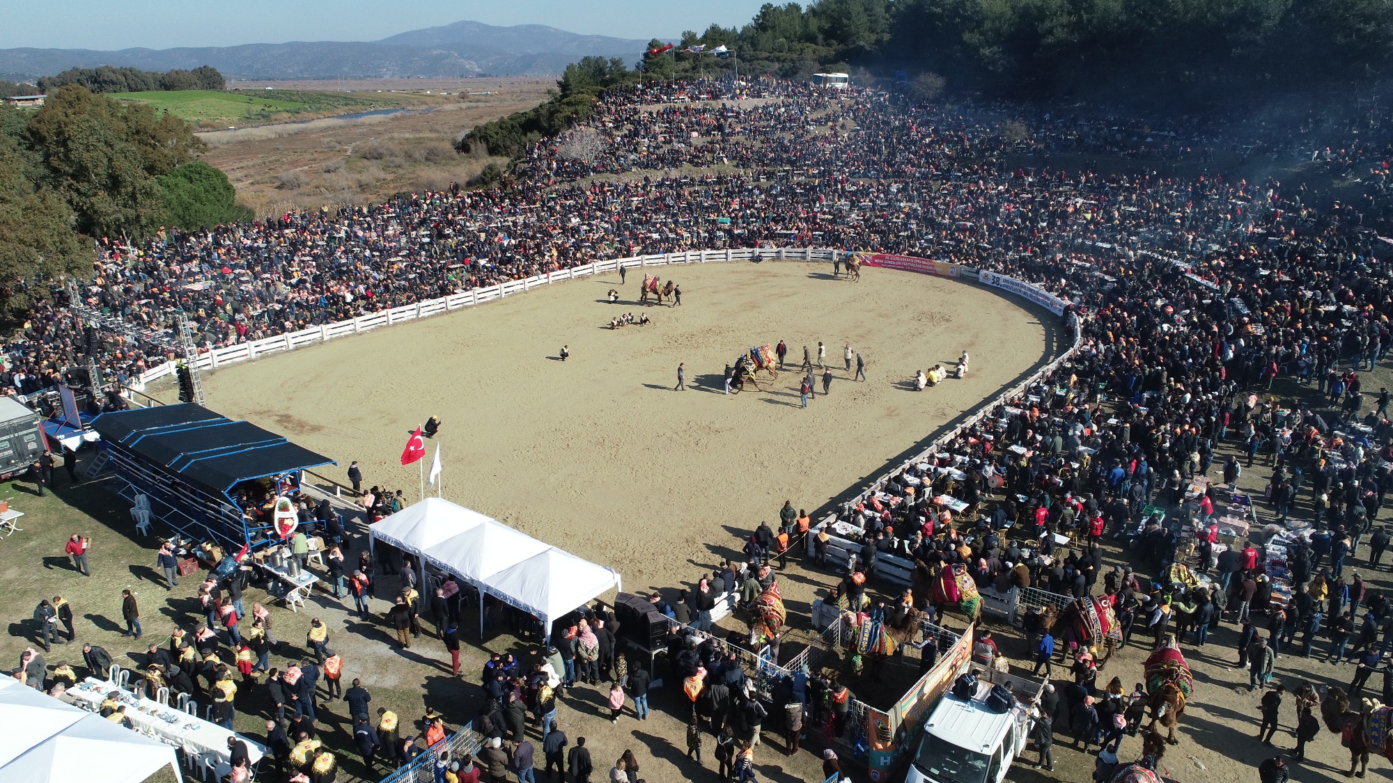 Selçuk Efes Deve Güreşleri Festivali yapıldı