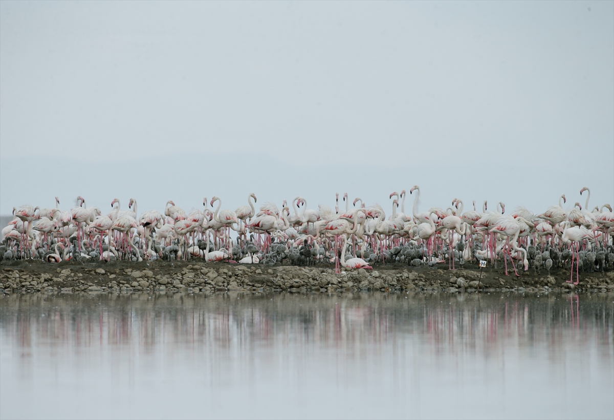 İzmir Kuş Cenneti yavru flamingolarla şenlendi