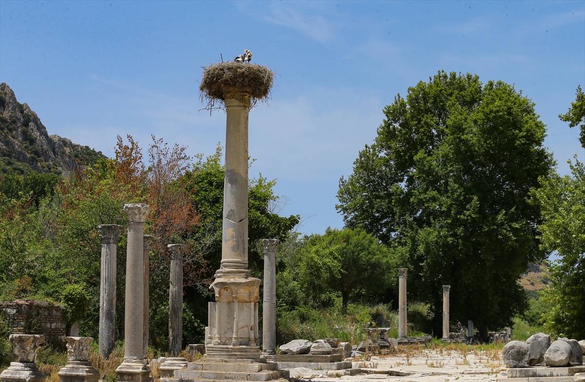 Efes Antik Kenti leylekleri
