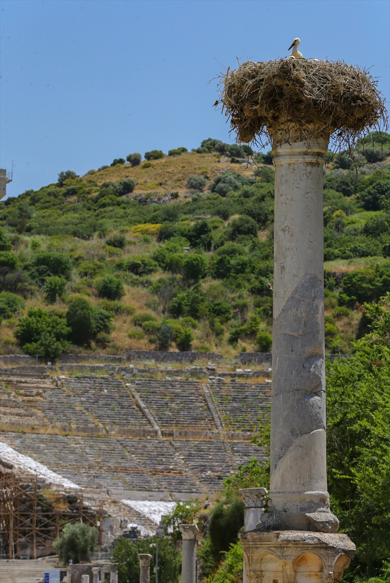 Efes Antik Kenti leylekleri