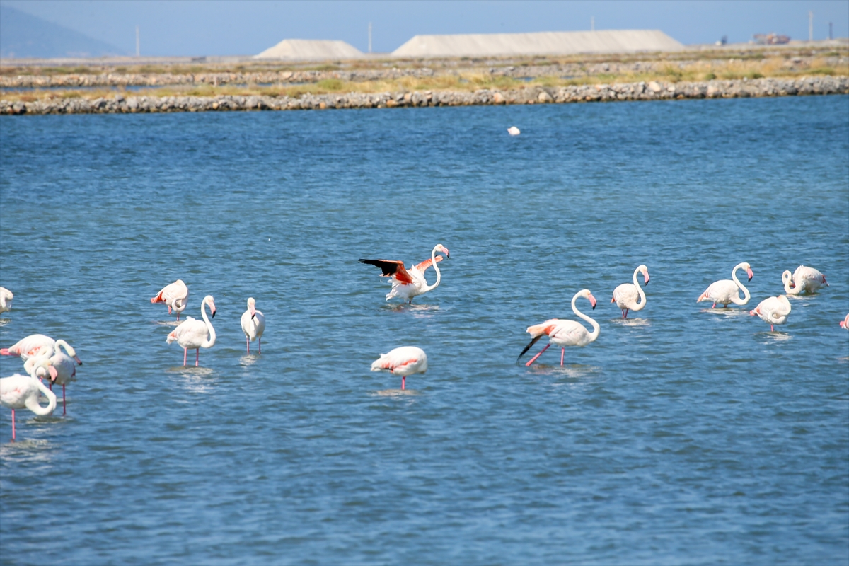 Kreşteki flamingo yavrularından muhteşem görüntüler