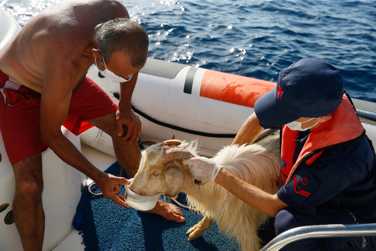 İzmir'de kayalığa sıkışan keçi kurtarıldı