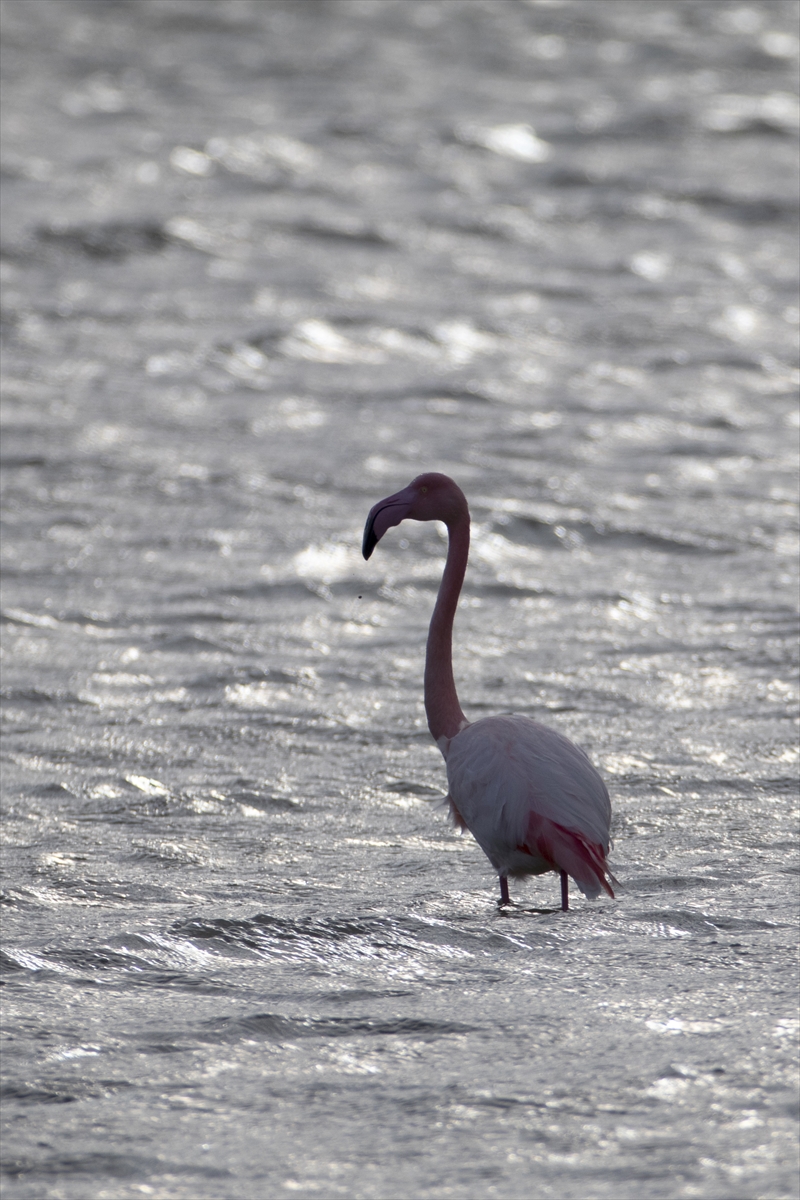 Yüzlerce kuş türünün yaşam alanı: UNESCO adayı Gediz Deltası