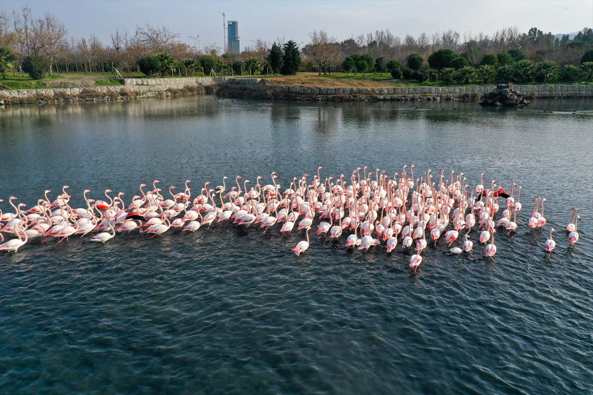 İzmir'de flamingolar körfezi şenlendiriyor