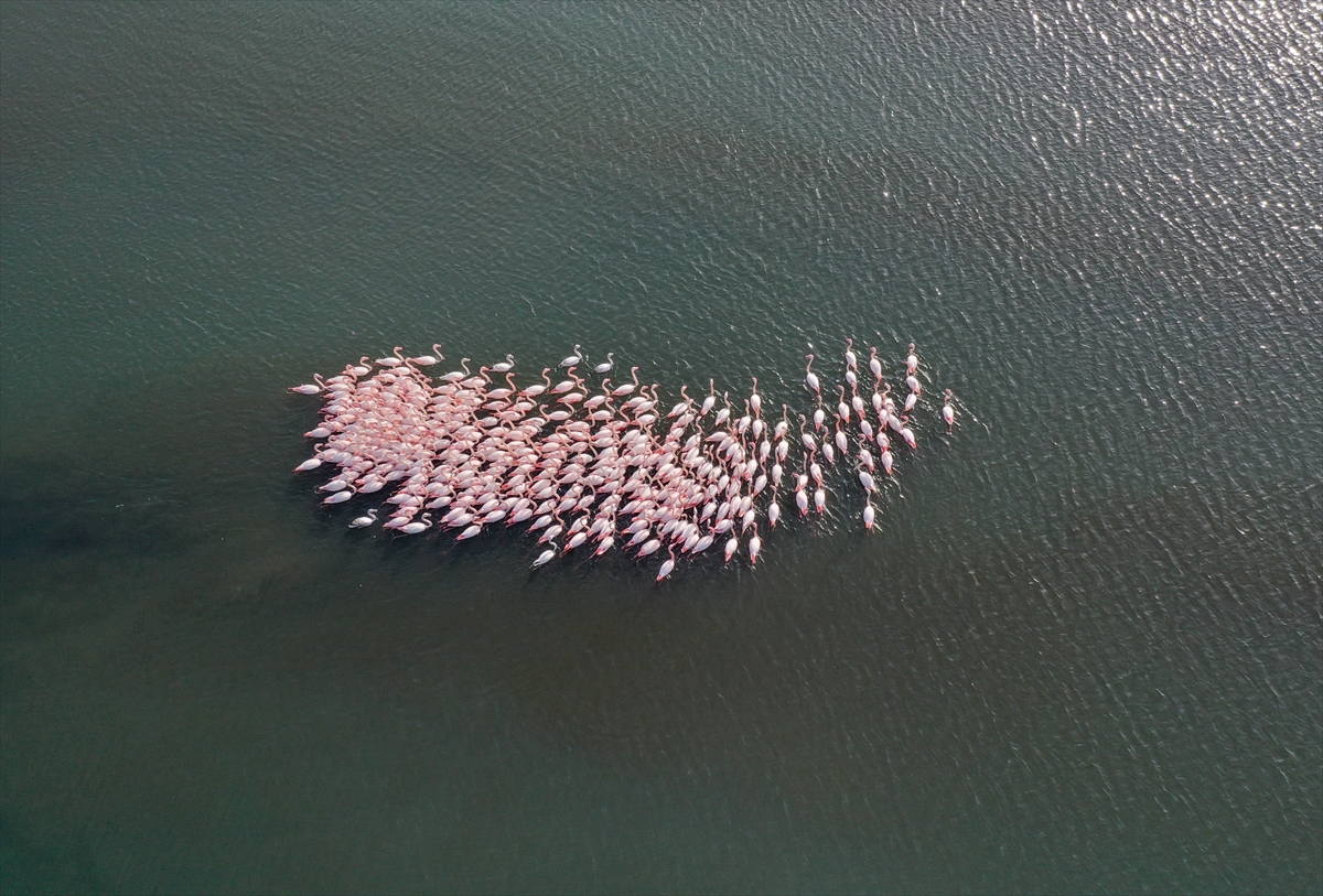İzmir'de flamingolar körfezi şenlendiriyor