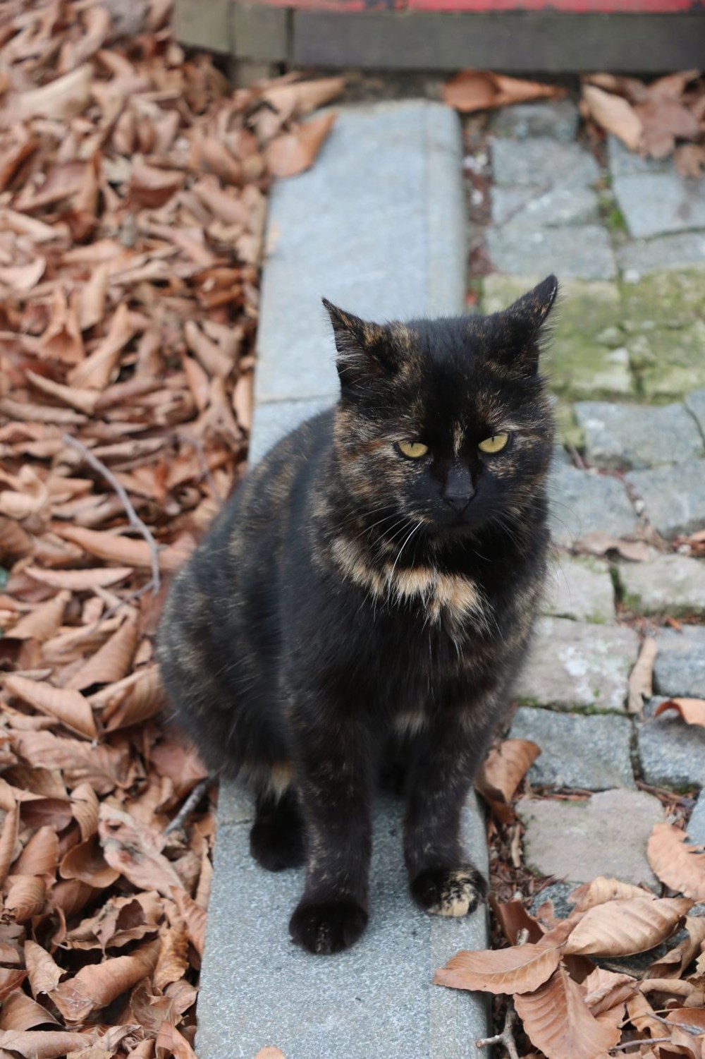 Sokak kedileri için 'Kedi kasabası'