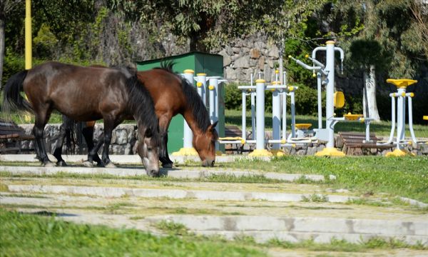 İzmir'de başıboş atlar ilginç görüntü oluşturdu
