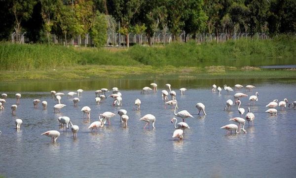 Aliağa'nın flamingolarından kartpostallık görüntüler