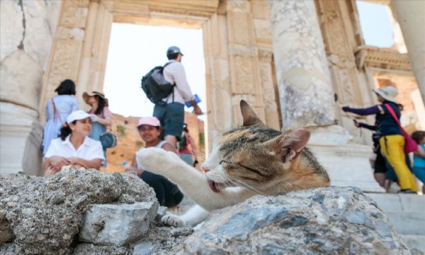 Antik kent sahipsiz kedilere yuva oldu!
