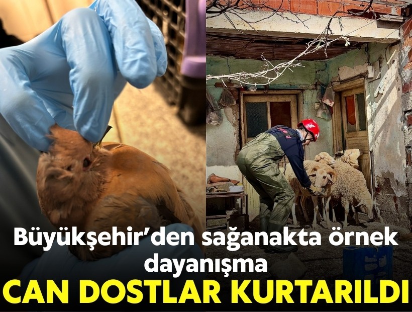 Büyükşehir'den sağanakta örnek dayanışma: Can dostlar kurtarıldı!