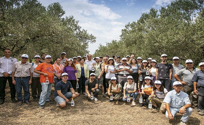 Büyükşehir, üreticiler ve gönüllü gençlerden örnek işbirliği...Foça’da 44 bin zeytin ağacı korunacak