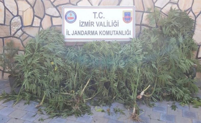 İzmir'de zehir operasyonu