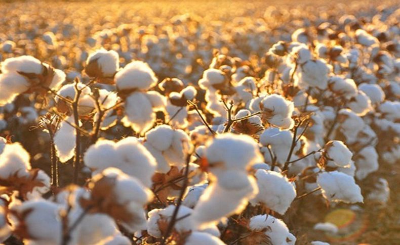 'Türkiye, pamuk üretiminde dünyada 6'ncı, ithalatta 5'inci'