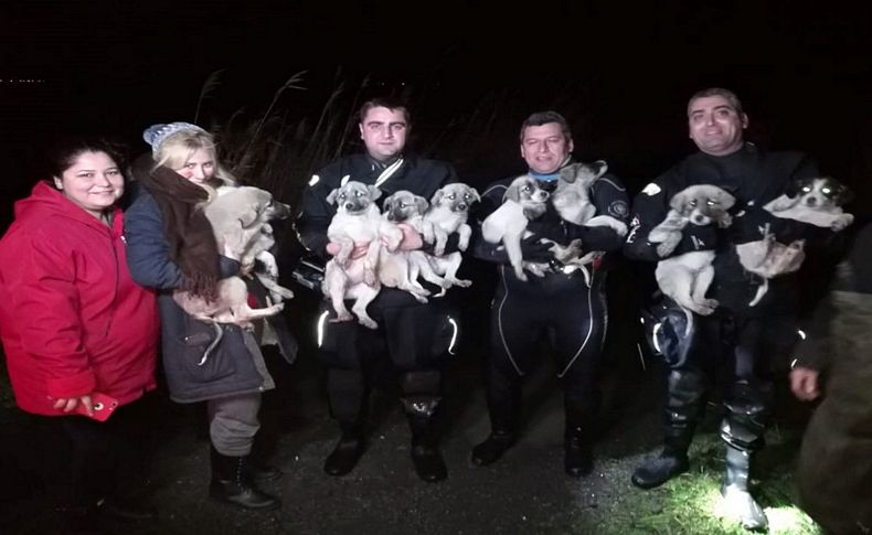 Mahsur kalan köpekleri AFAD ve itfaiye kurtardı