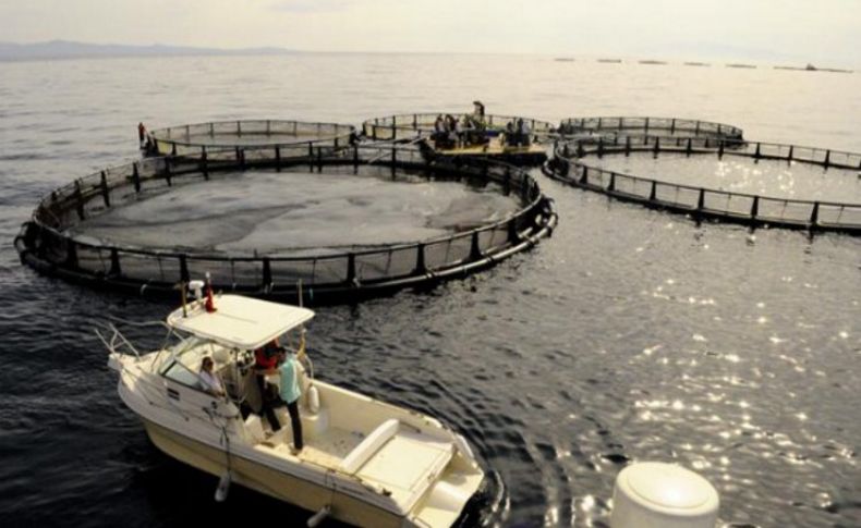 Valilikten balık çiftliklerine: Bir onay daha