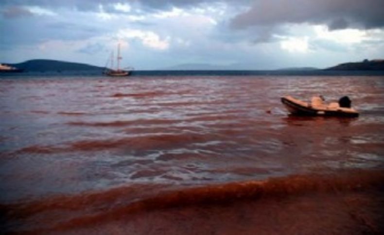 Bodrum'da deniz bir anda kahverengi oldu