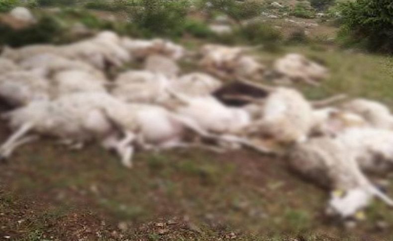 Ağıldaki yangında 14 kuzu ve koyun telef oldu