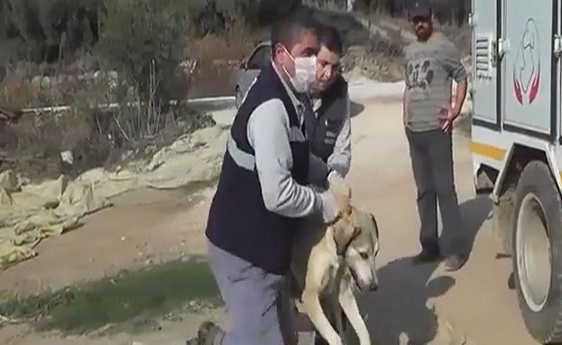 Ahırdaki hayvanlara saldıran sahipsiz köpekler toplanıyor
