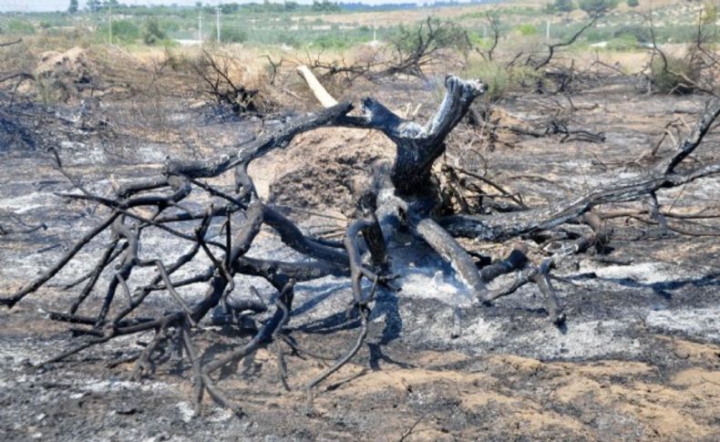 Yırca'daki 'Zafer Ağaçları' kül oldu