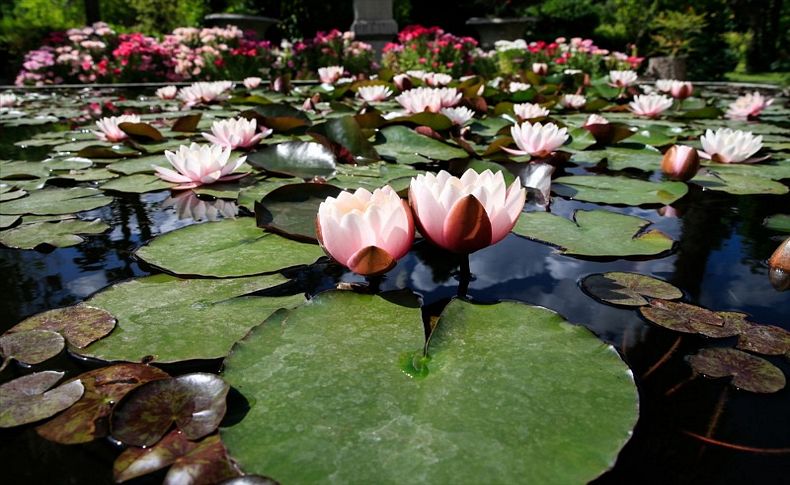 Antik Mısır'ın lotusu İzmir'de yetişiyor
