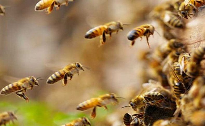 Arılar 19 tarım işçisini hastanelik etti