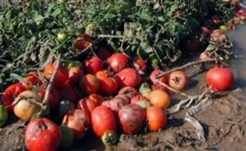 Aşırı yağış domates üreticisini vurdu