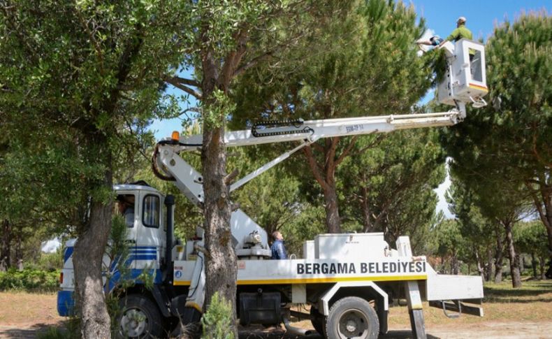 Bergama'da çam fıstığındaki verim düşüklüğüne çözüm aranıyor