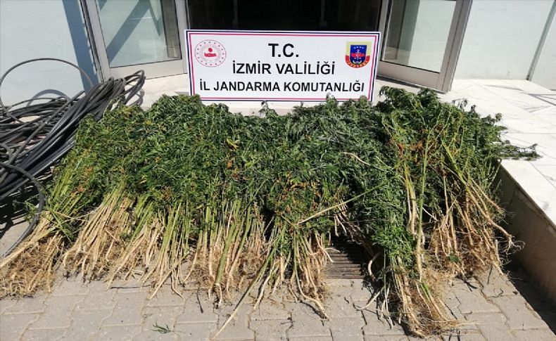 Beydağ'da uyuşturucu operasyonu