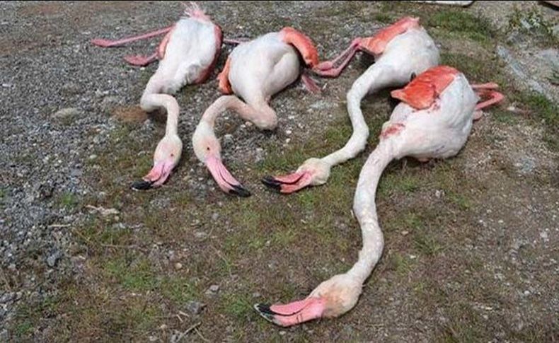 Bu kez de flamingoları katlettiler!