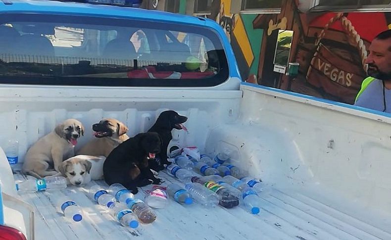 Ormana terk edilen yavru köpeklere Buca Belediyesi sahip çıktı