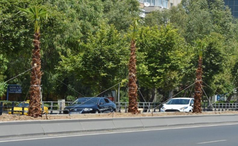 Büyükşehir, Ankara Caddesi’ne 250 palmiye dikiyor