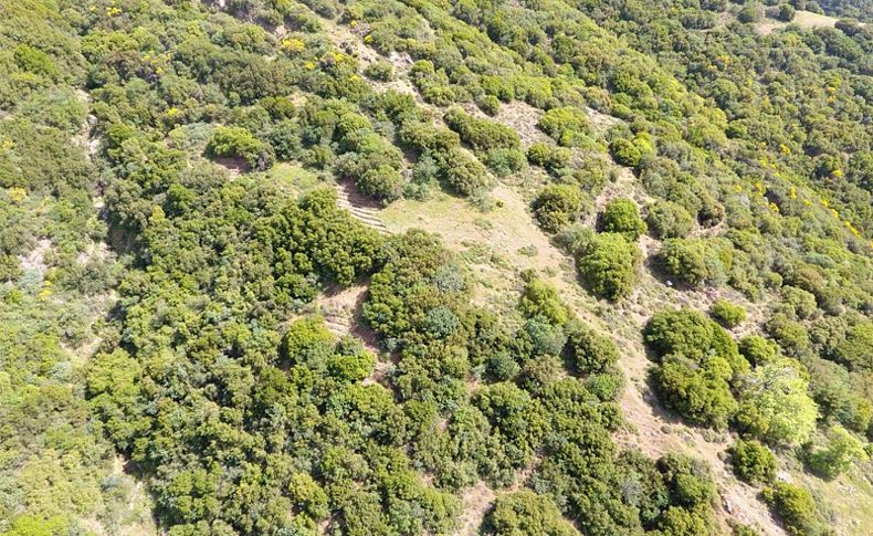 Dağlık arazideki Hint keneviri drone ile tespit edildi